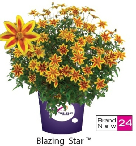 ЕВРО Bidens Blazing Star НЕукор черенок середина ноября 25