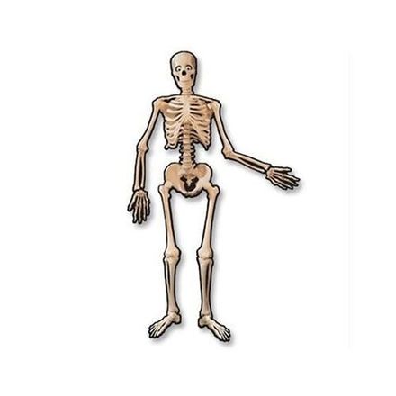 Скелеты, кости, черепа