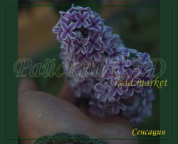 Сирень Сенсация