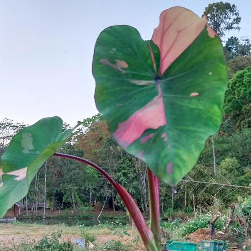 Колоказия PHRA SAENG PINK