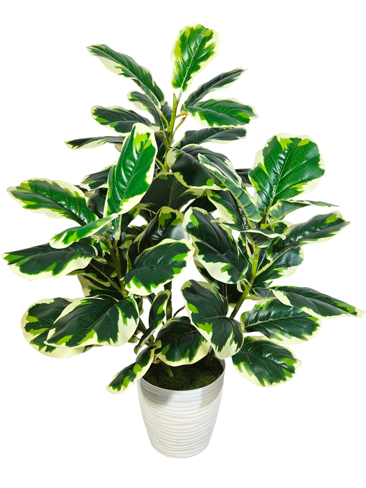 Искусственный фикус Лирата пестрый в кашпо