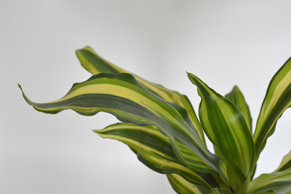 Драцена Йеллоу Кост / Dracaena Yellow Coast