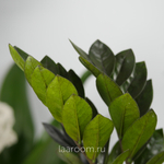 Замиокулькас Равен 14/45