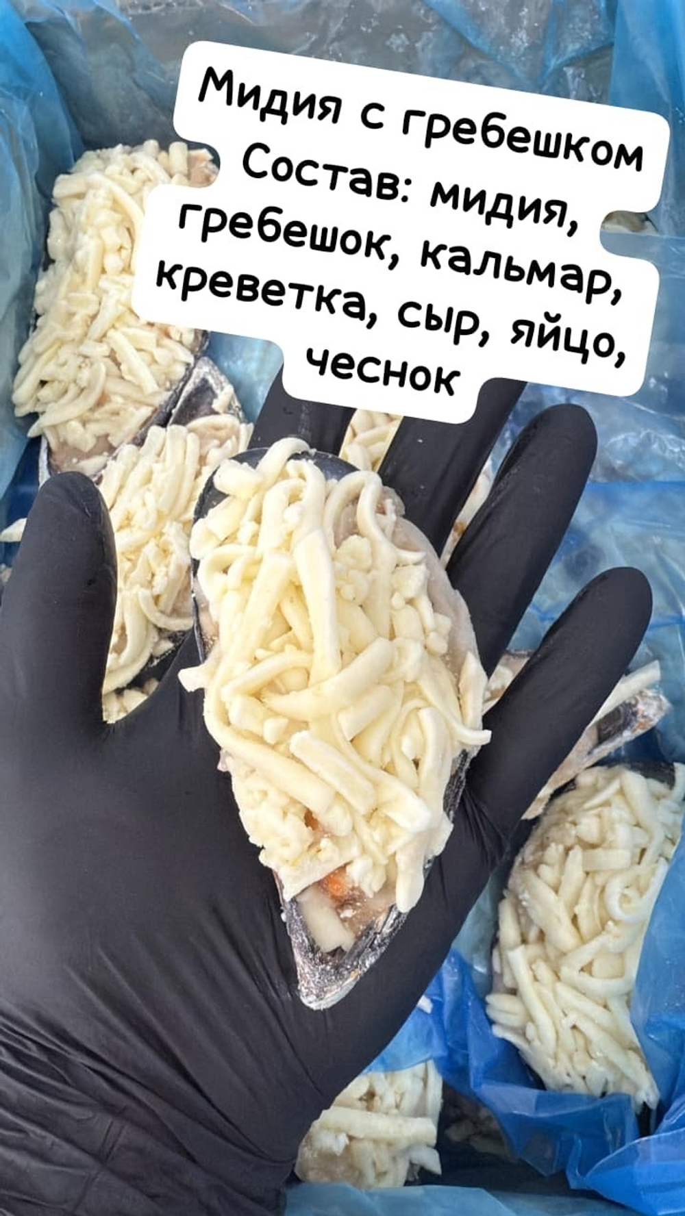 Мидия Грея с гребешком на створке