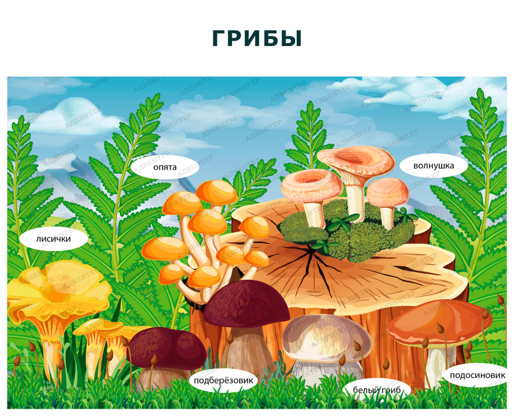 Комплект развивающий Природа: Грибы. Ягоды. Цветы 2202