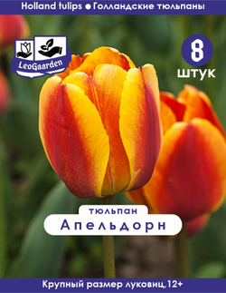 Тюльпан Луковица, Апельдорн 8 шт, разбор 12+
