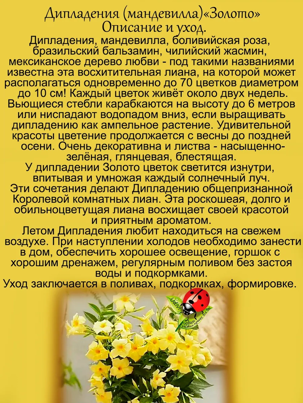 Дипладения Золото мадевилла