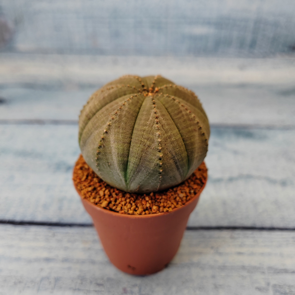 Euphoria Obesa (Эуфорбия)