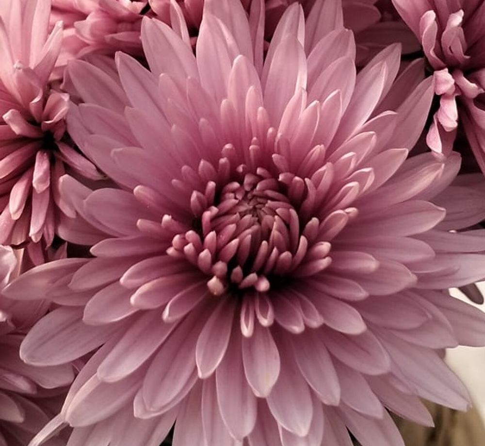 Хризантема корейская садовая Пинк Селебрейшн /поставка весна 2026г/