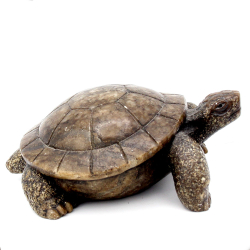 Черепаха Вирджиния кальцит