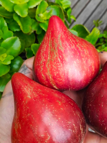 Огненная комета Софии сорт томата