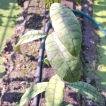 Хойя CALLISTOPHYLLA LONG LEAF (Н12)