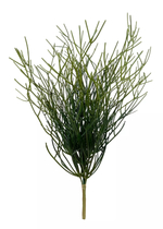 Куст Рипсалиса средний