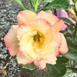 Адениум обесум THONG PAIRAM