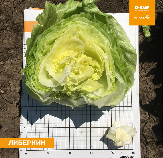 Либеркин семена салата айсберг (Nunhems / ALEXAGRO) культура