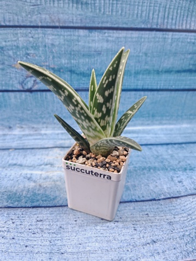 Aloe Variagata