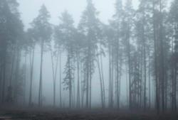 Коллекция Лес