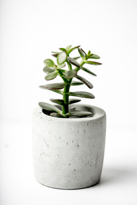 Крассула Денежное дерево d 5 см