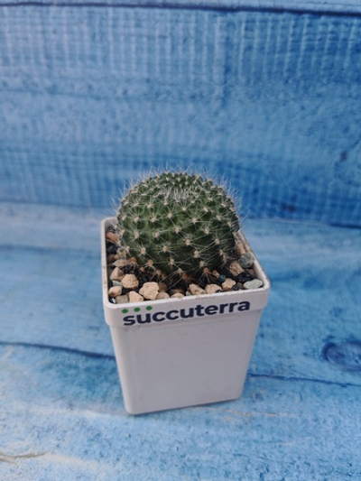 Rebutia Lineacea (Ребуция)