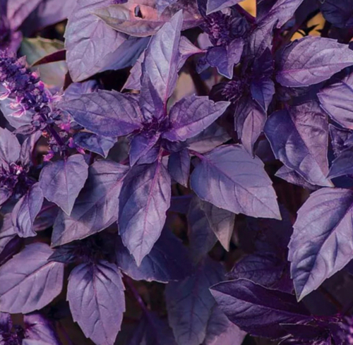 Семена Базилик Фиолетовый 10 гр.