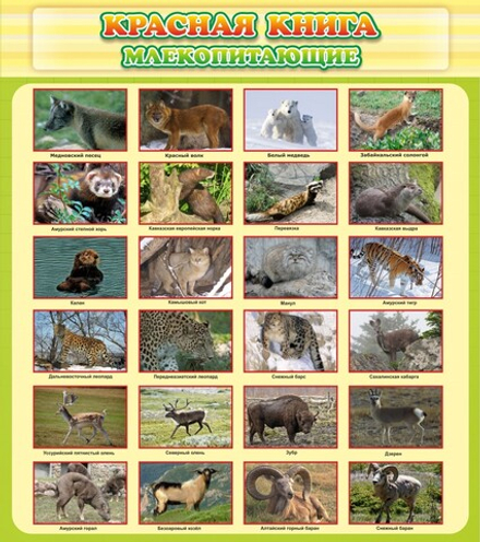 Стенд "Красная книга - млекопитающие"