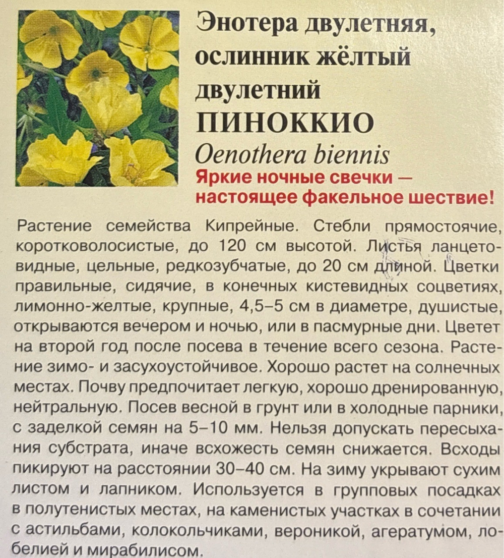 Энотера Пиноккио 0,3 г СМЦ-538