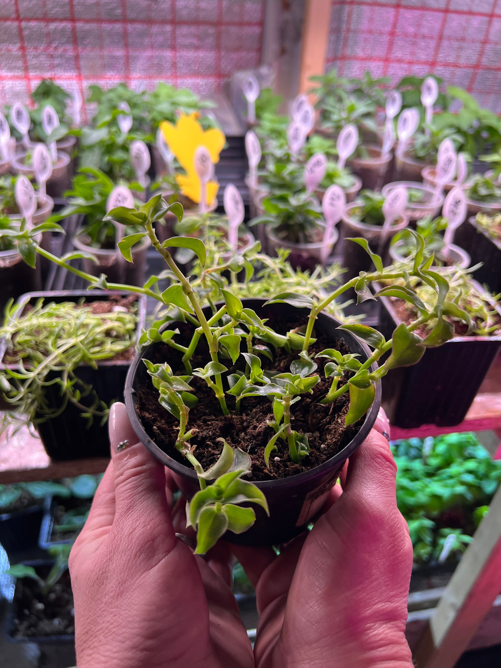 Лонгифолия/кордифолия