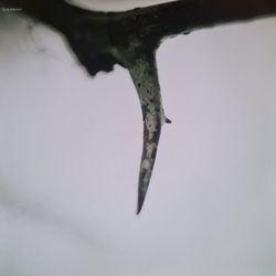 SLIPKNOT - ALL HOPE IS GONE (LIMITED, COLOUR, 2 LP)