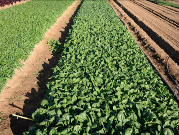 Траверс F1 семена шпината (Enza Zaden / Энза Заден) – фото 2