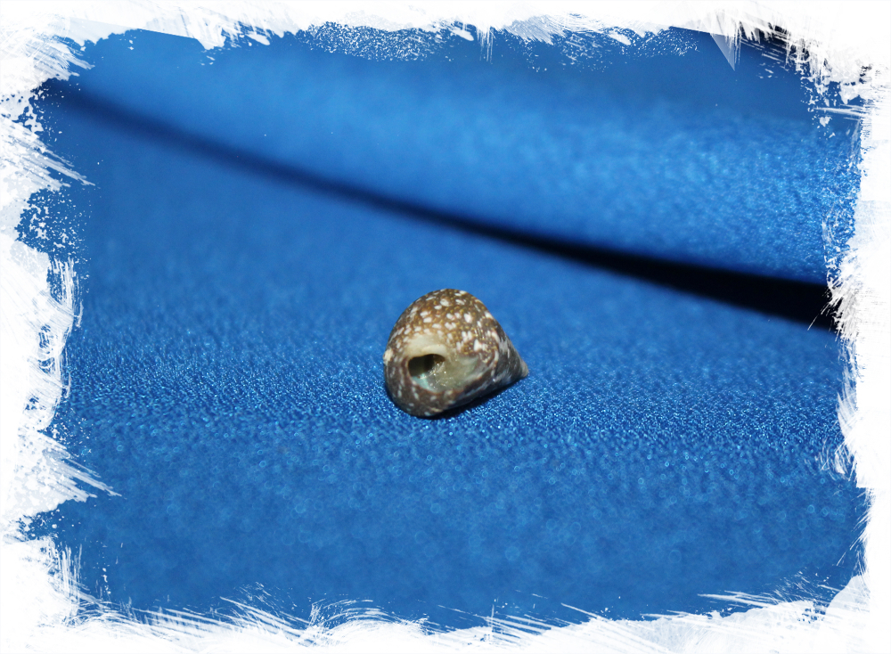 Морская раковина Jujubinus gilberti