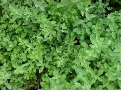 Массандра семена майорана (Гавриш)