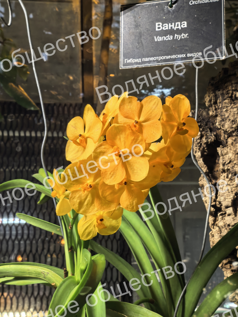 Орхидея рода Ванда (Vanda) Vanda hybr.