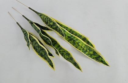 Сансевиерия средняя / Арт 6135