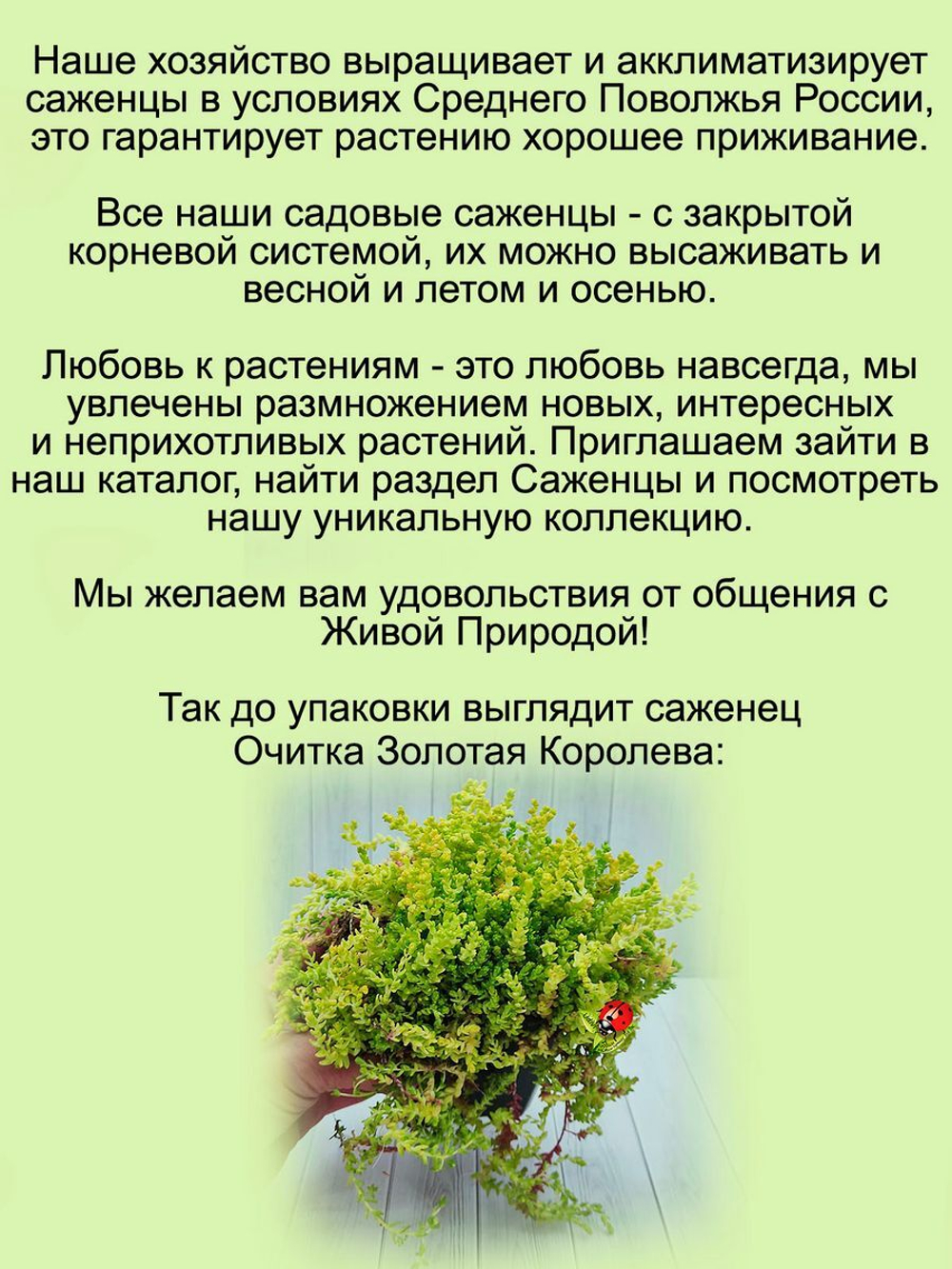 Седум едкий Золотая Королева очиток почвопокровный