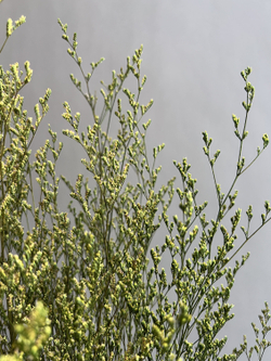 Кермек салатовый