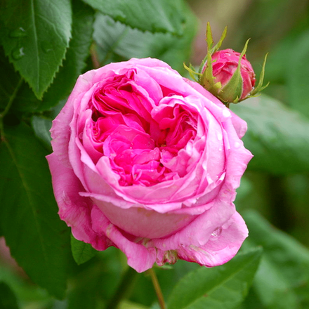 Роза дамасская абсолют (Индия)
