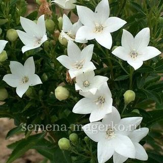 Платикодон  крупноцветковый Астра Пюр Вайт F1 100 семян