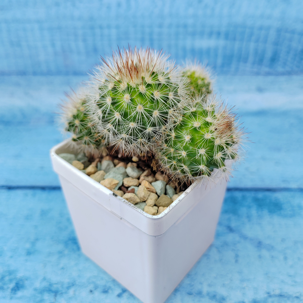 Mammillaria Spinosissima alba (Маммилярия)