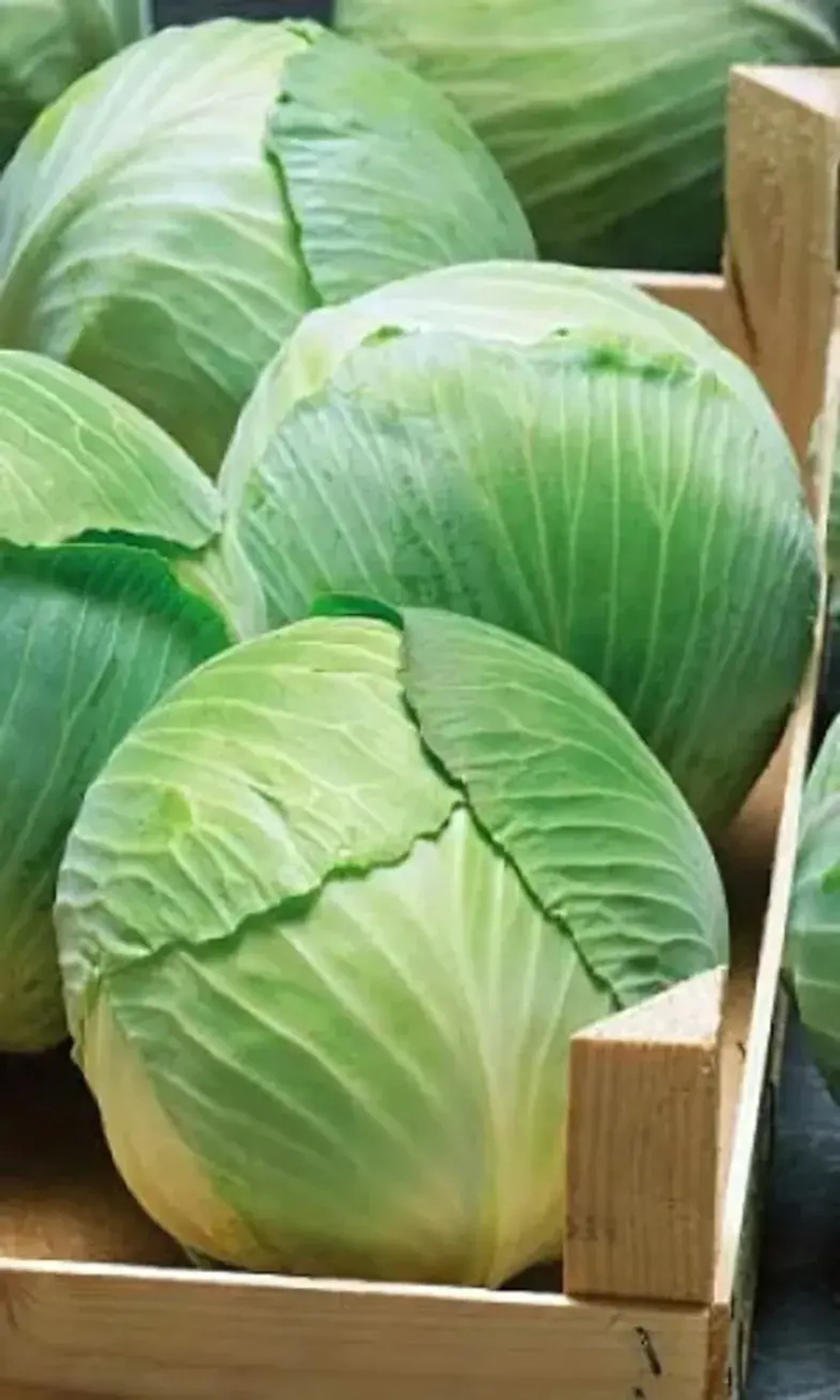 Семена Капуста белокочанная Белоснежка (Марс) Б/П