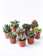Микс из девяти суккулентов d 5