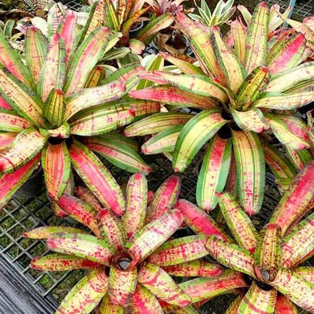 Неорегелия BOMBSHELL