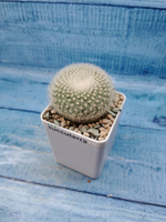 Notocactus Haselbergii (Нотокактус)