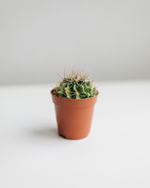 Кактусы Мини