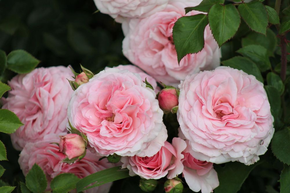 Мария Тереза (Mariatheresia)