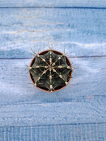 Gymnocalycium Friedrichii (Гимнокалициум)