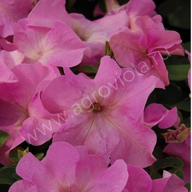 S60150 Петуния кустовая Grandiflora Limbo GP Sweet Pink 10шт.