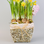 Композиция с первоцветами в розовой корзине