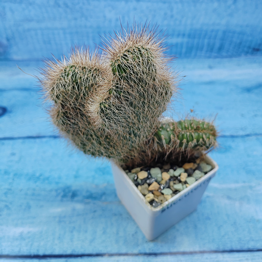 Nyctocereus Serpentinus cristata (Никтоцереус)