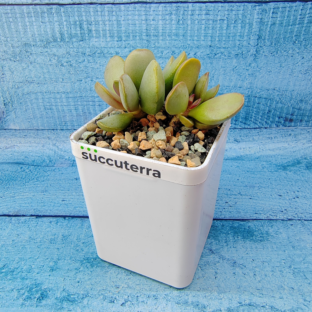 Adromischus Pink Blush (Адромискус)