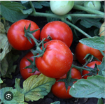 Томат Лоджейн F1 - Lojain F1 1000 семян